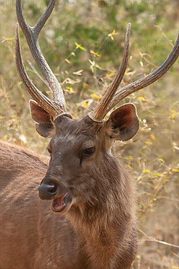 Sambar deer