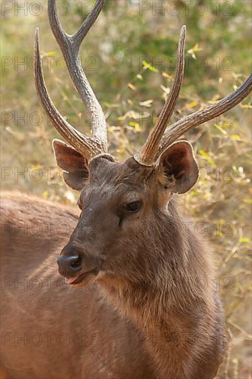 Sambar deer