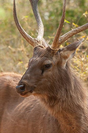 Sambar deer