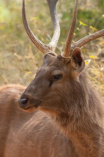 Sambar deer