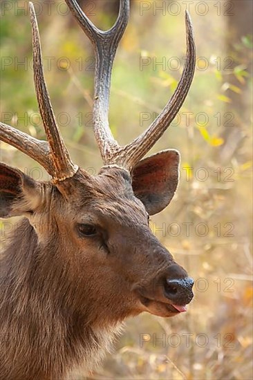 Sambar deer