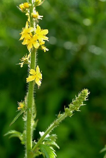 Common agrimony