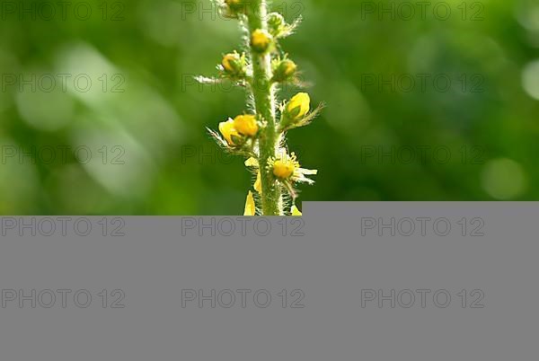 Common agrimony