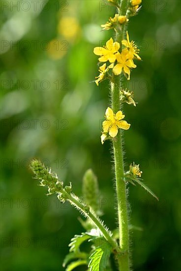 Common agrimony