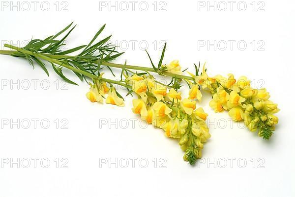 True toadflax