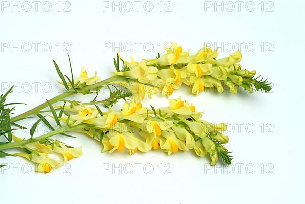 True toadflax