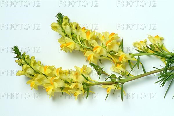 True toadflax