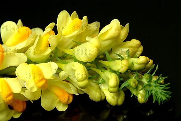 True toadflax