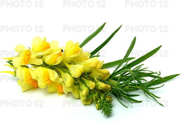 True toadflax