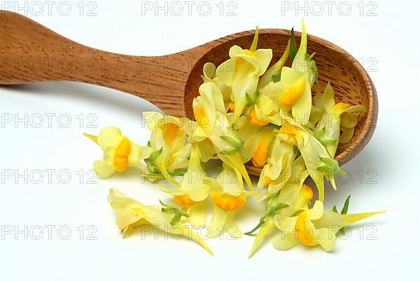 True toadflax