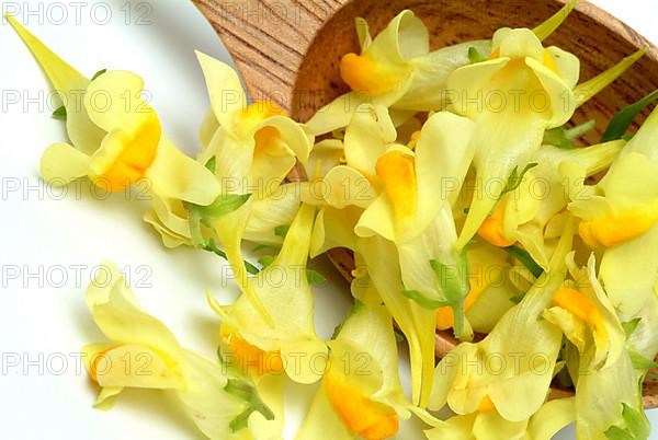 True toadflax