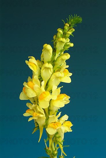 True toadflax