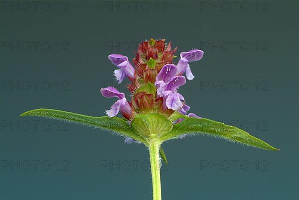 Common selfheal