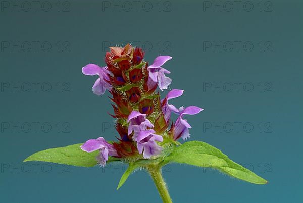 Common selfheal