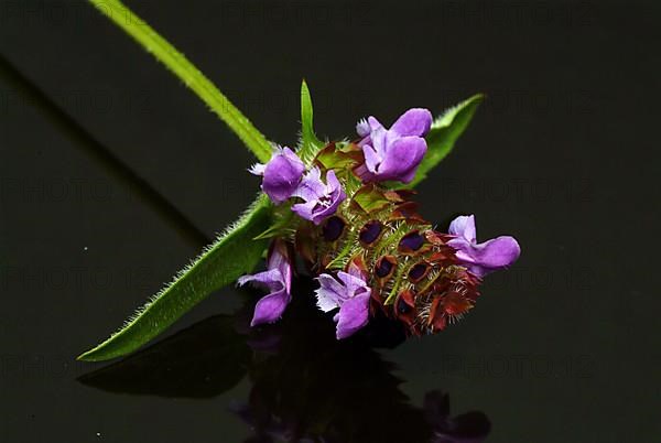 Common selfheal