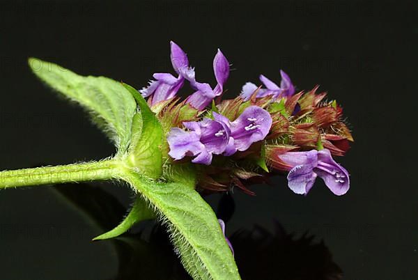 Common selfheal