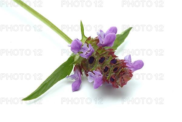 Common selfheal