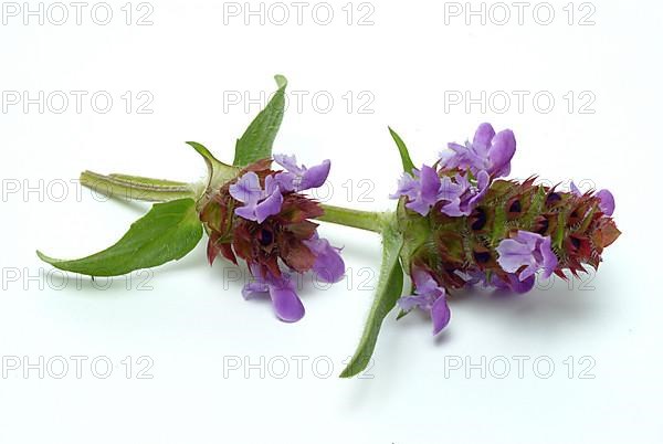 Common selfheal