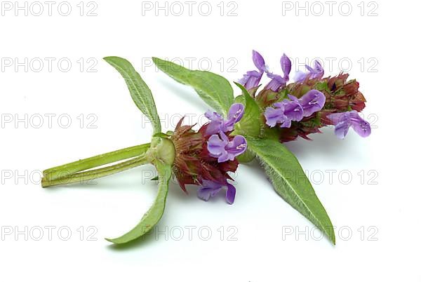 Common selfheal