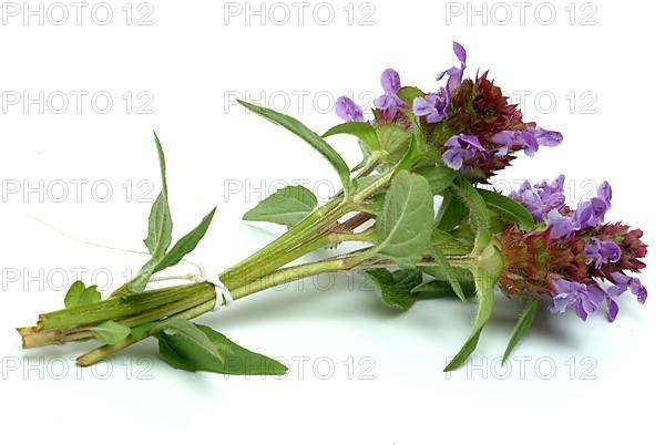 Common selfheal