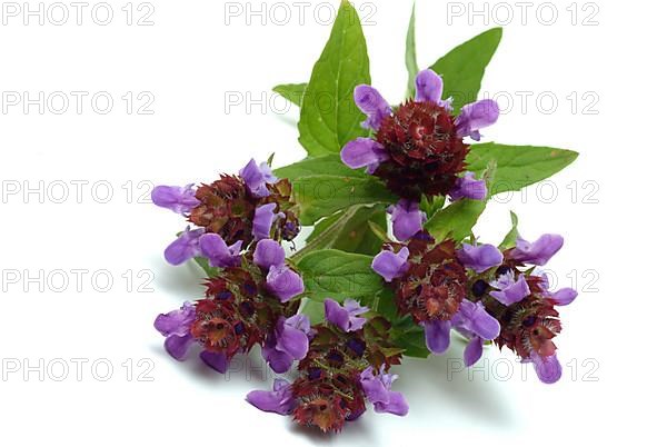 Common selfheal