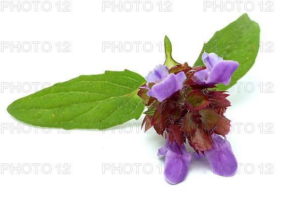 Common selfheal