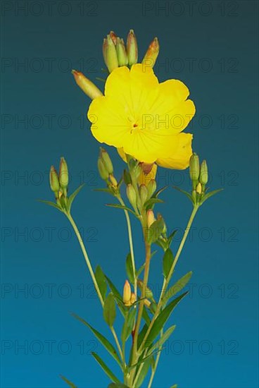 Common evening primrose