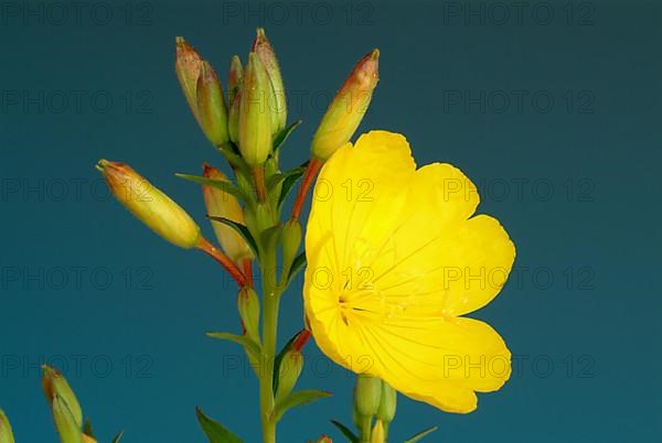 Common evening primrose