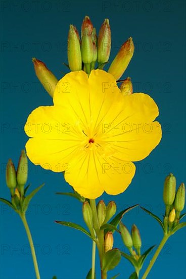 Common evening primrose