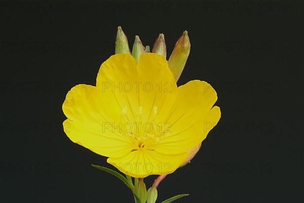 Common evening primrose