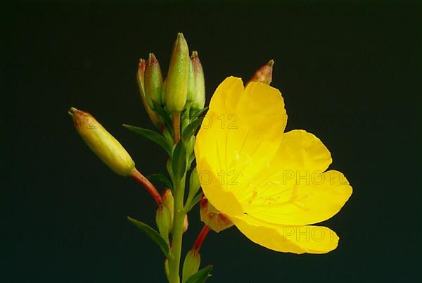 Common evening primrose