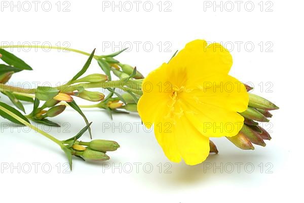 Common evening primrose