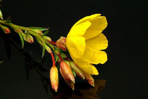 Common evening primrose