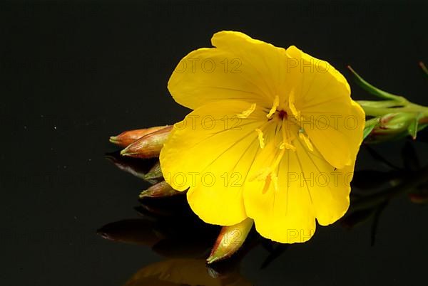 Common evening primrose