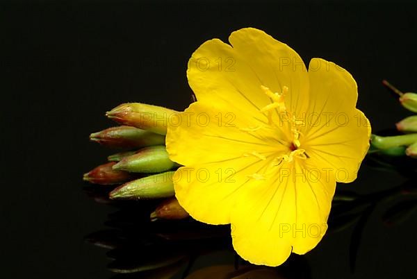 Common evening primrose