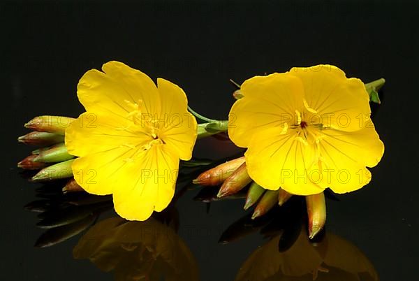 Common evening primrose