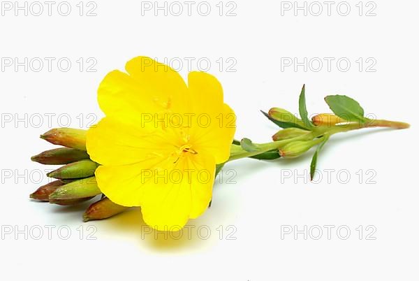 Common evening primrose