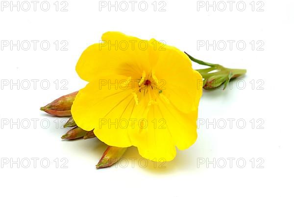 Common evening primrose