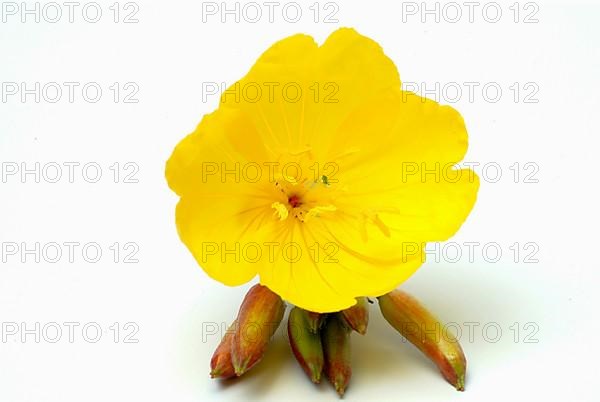 Common evening primrose