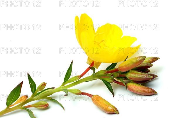 Common evening primrose