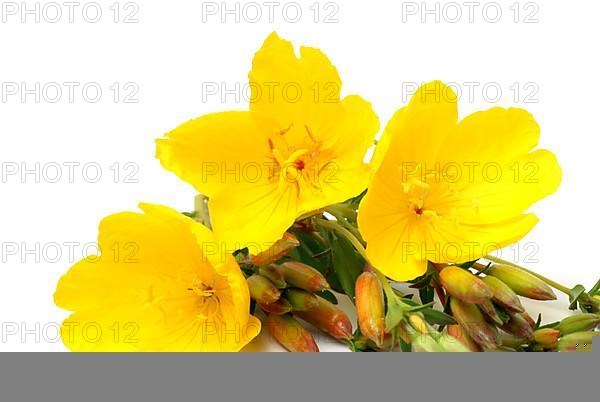 Common evening primrose