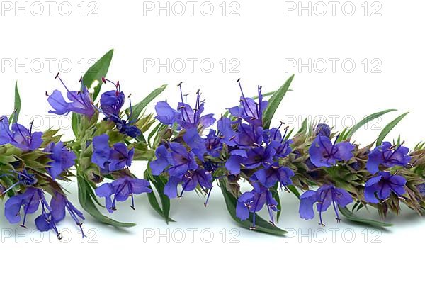 Flower of hyssop