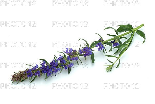 Flower of hyssop