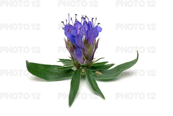 Flower of hyssop