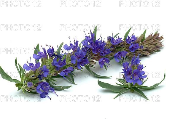 Flower of hyssop