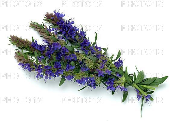 Flower of hyssop