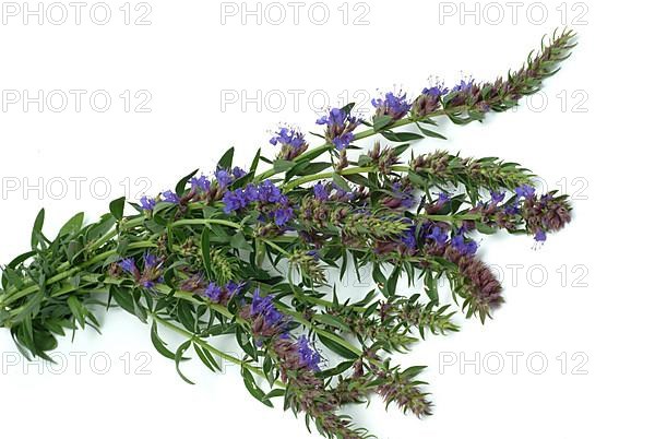 Flower of hyssop