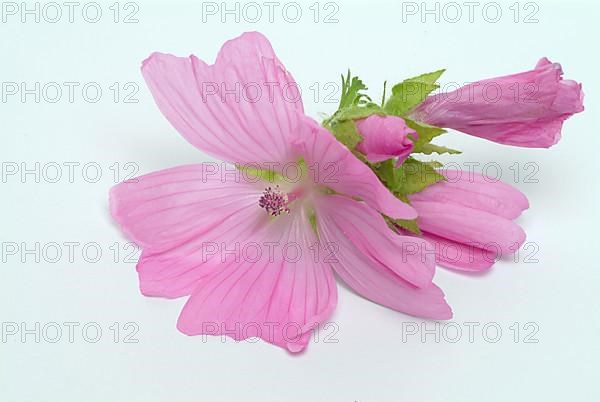 Musk mallow