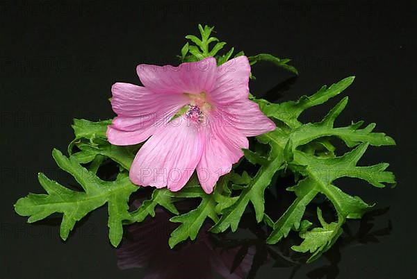 Musk mallow