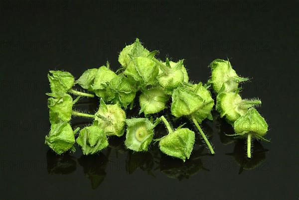 Seed capsules of the musk mallow